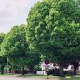 Sunderland Ave. and the Hornbeam Trees