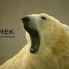 Iorek