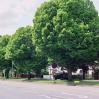 Sunderland Ave. and the Hornbeam Trees