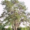 Tree which Pan climbs