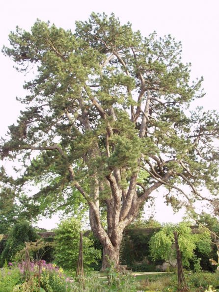 Tree which Pan climbs