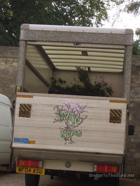 Shrubs