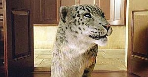 Stelmaria