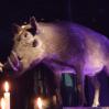 Boar