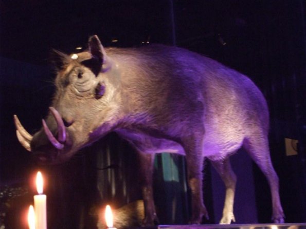 Boar